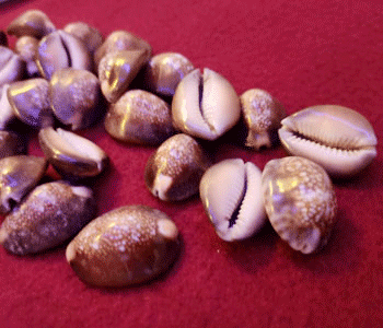 Cowrie shells shashtra